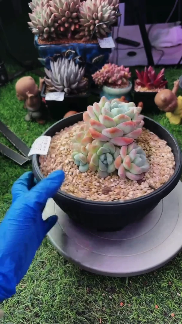 昆明印象多肉07615