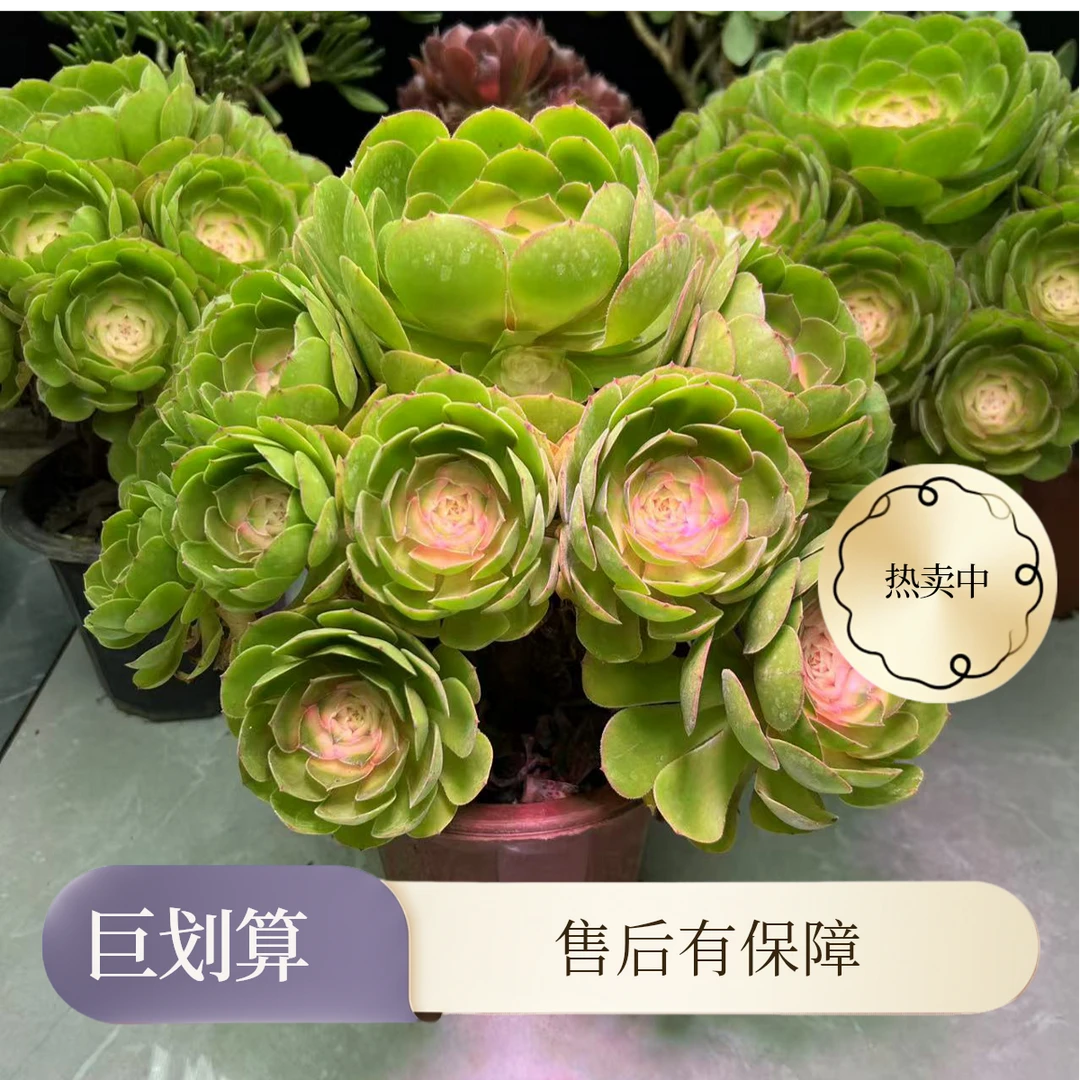 [5年老桩超大号完美手捧]  白茶仙子  无需光照 耐高温 懒人植物