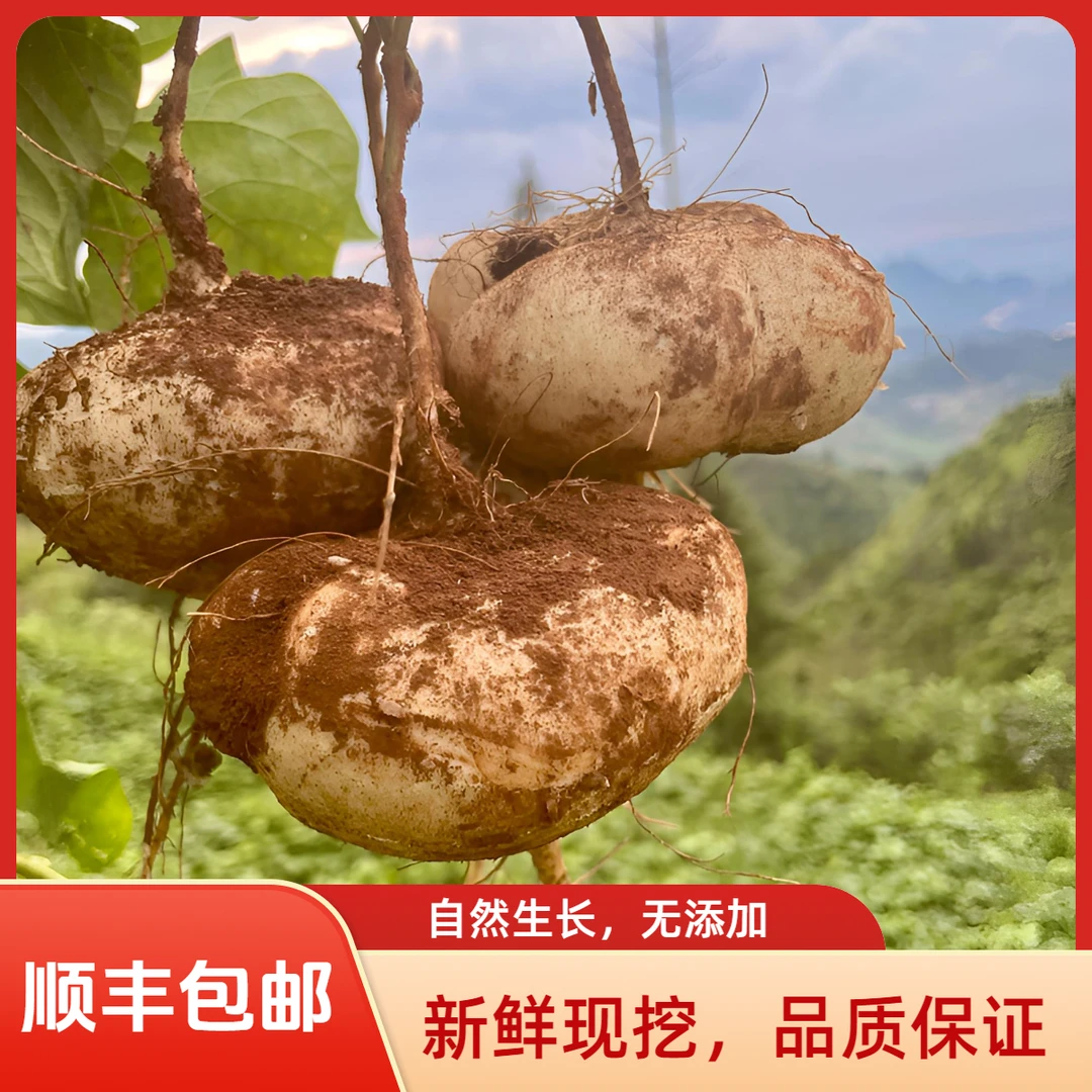 贵州新鲜现挖凉薯脆甜无渣地萝卜水果沙葛