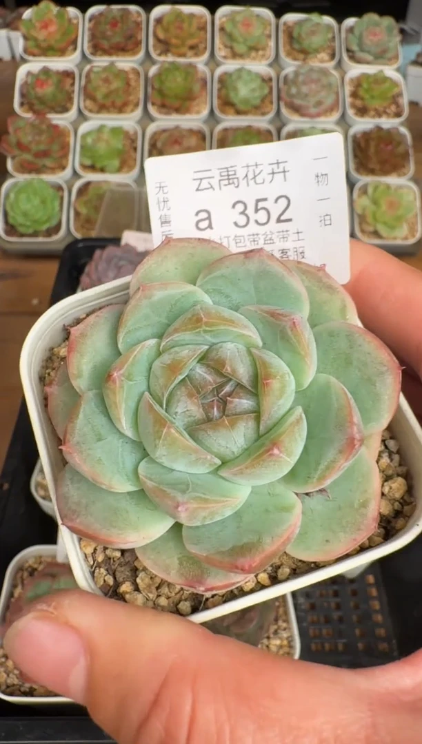352a珍妮多肉(6.5cm杯）一物一拍 带盆土发