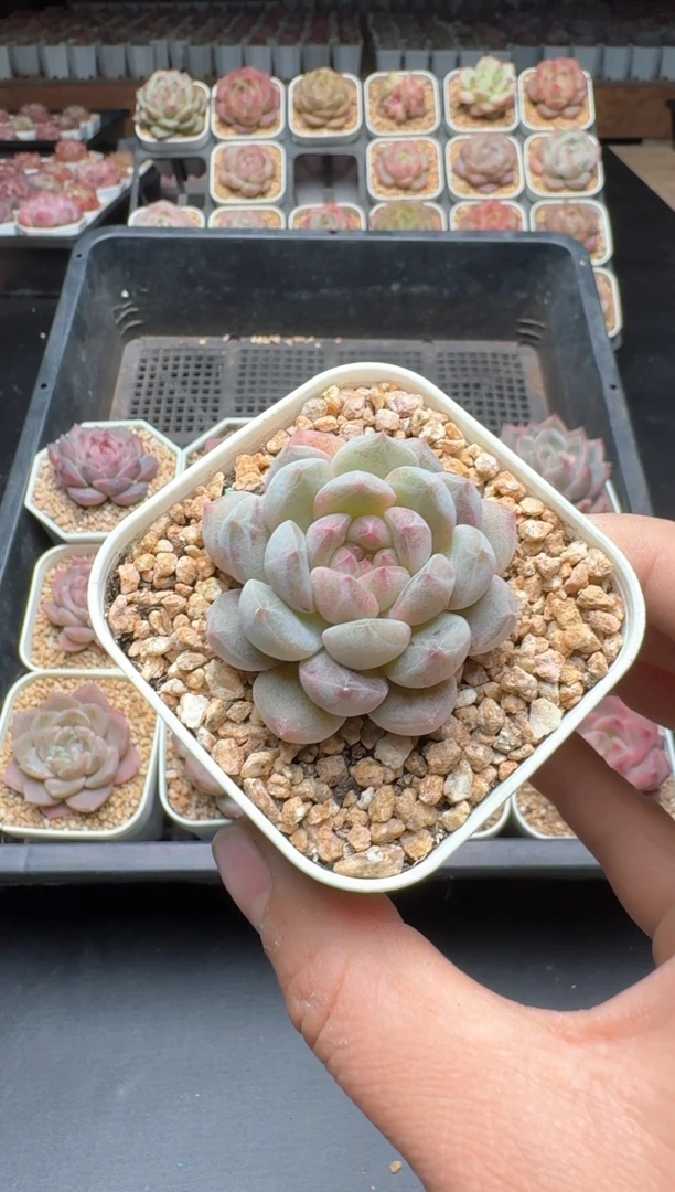 【闪购商品】280A号一物一拍多肉花卉植物拍3颗起发