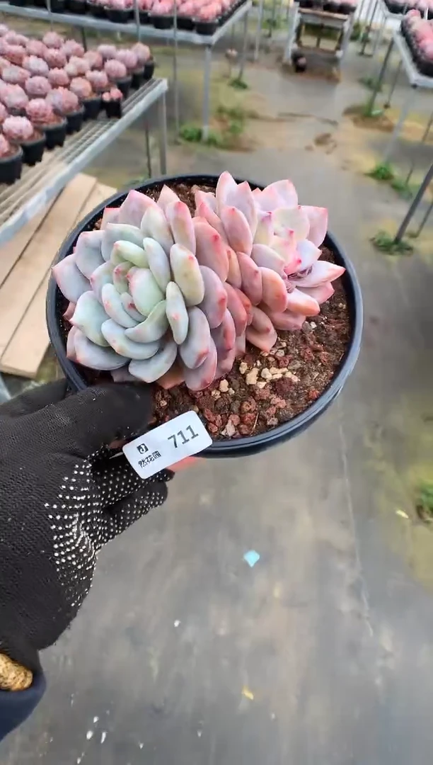 【闪购商品】711梦露一物一拍