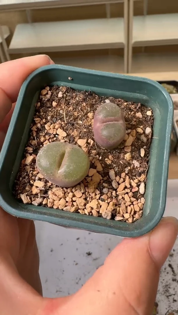 24-51多肉植物肉锥绿焰