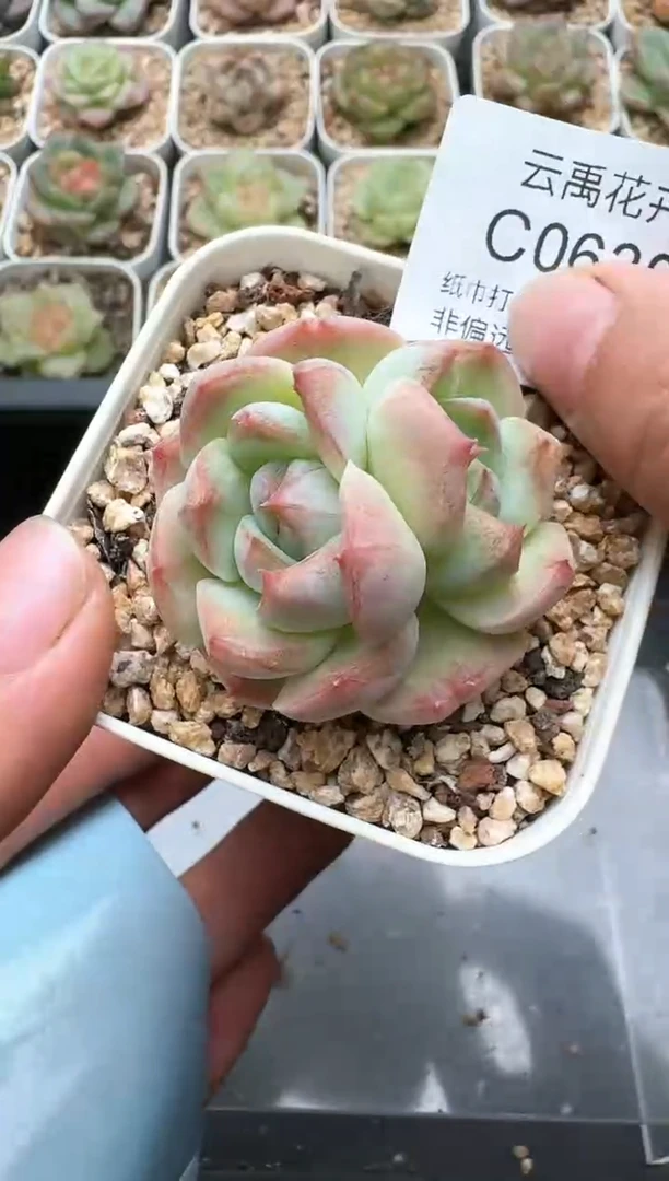 639C云禹多肉植物 带盆土纸巾打包 3颗包邮