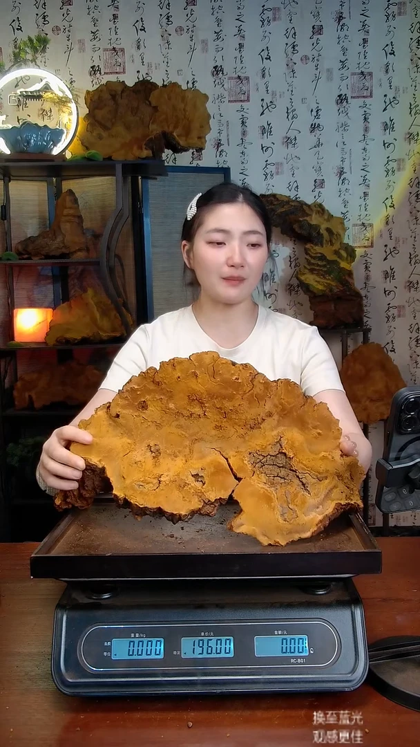 松针层孔菌中国大陆【藏区】松树桑黄（3.1斤）40-50年份