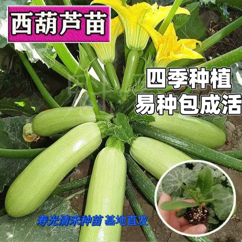 西葫芦苗基地培育穴盘苗带土发货蔬菜苗