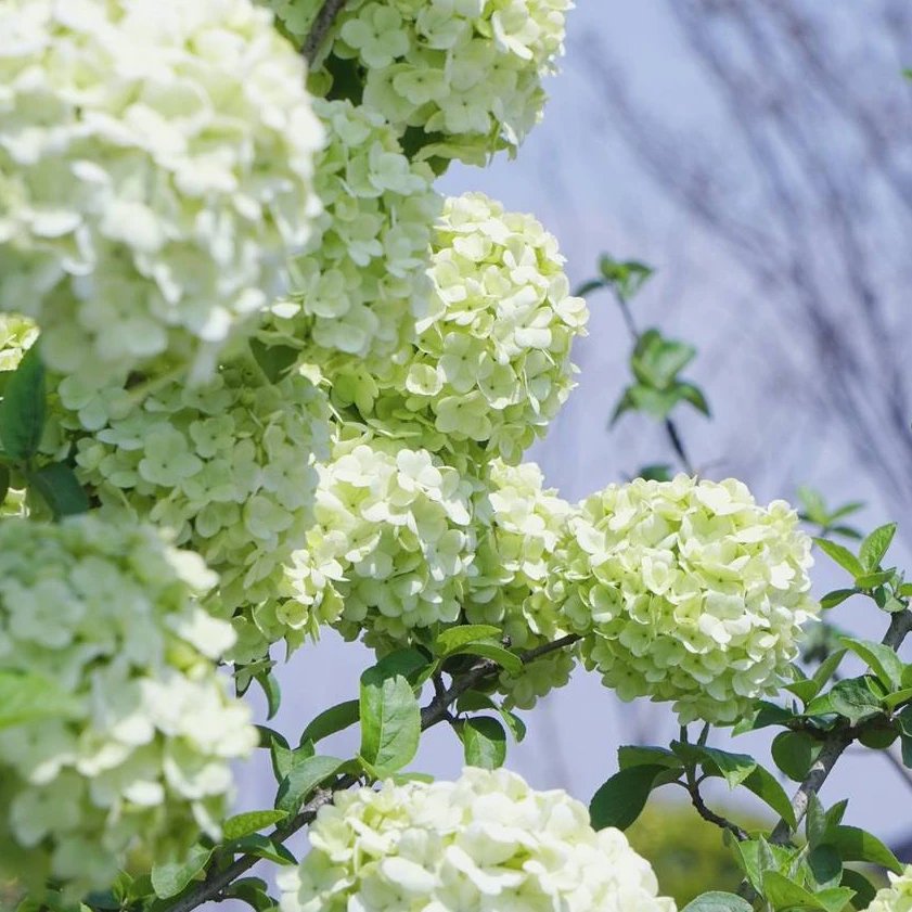 花彩欧洲木绣球花盆栽欧木斗球老桩大苗庭院阳台地栽花卉植物玫瑰