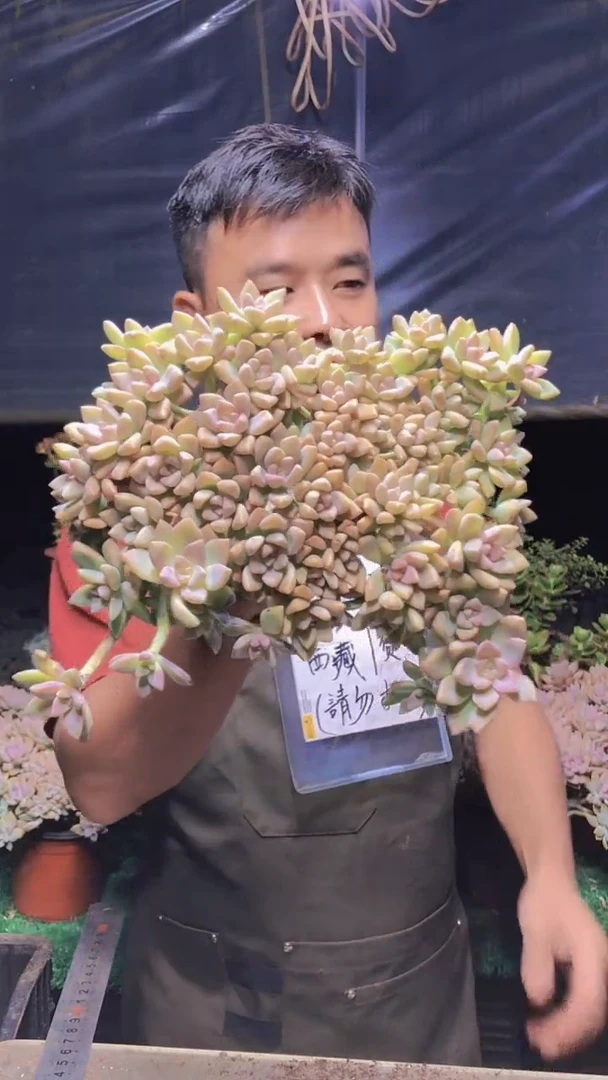217淡雪缀化一物一拍