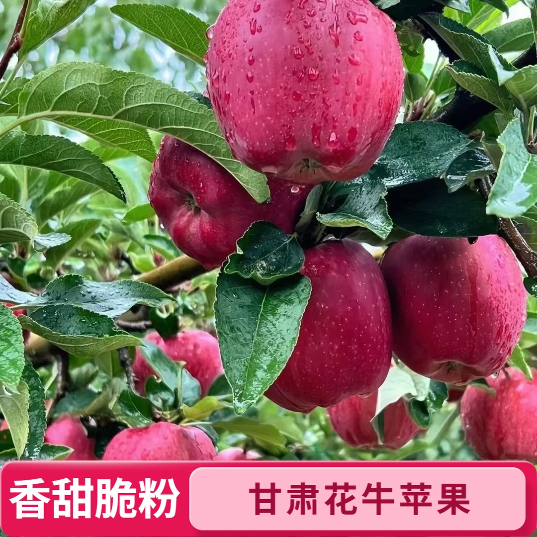 甘肃天水花牛苹果新鲜蛇果粉面两吃新鲜采摘产地直发