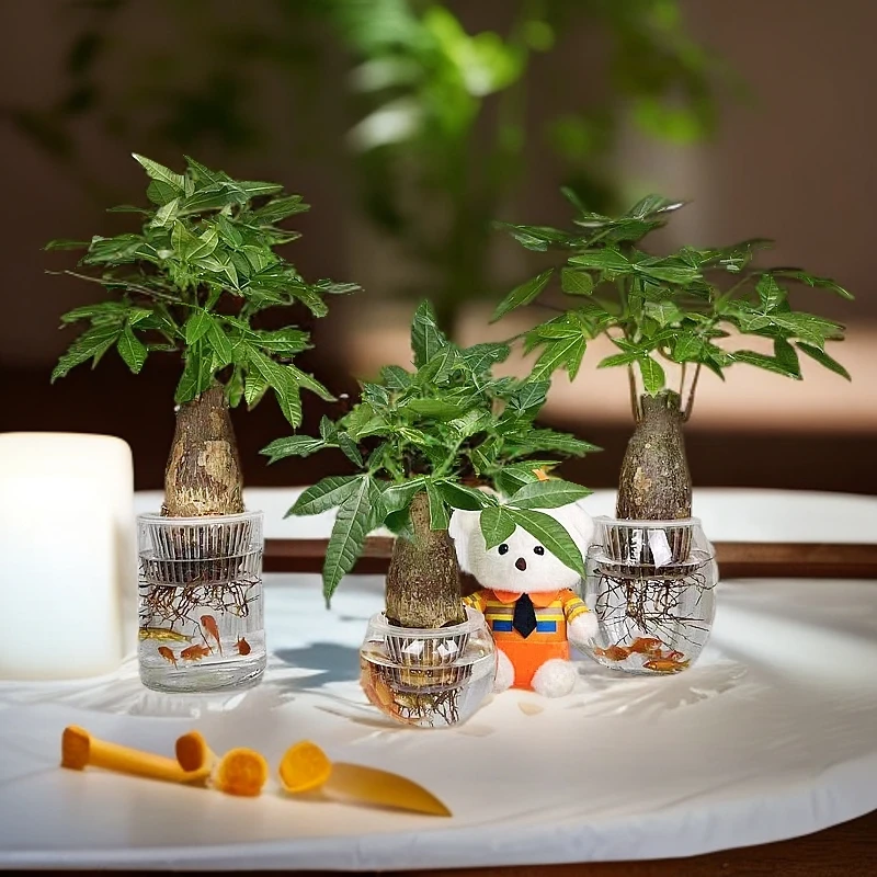 发财树绿植盆栽植物干净养办公室客厅书房摆件专用客厅植物花卉