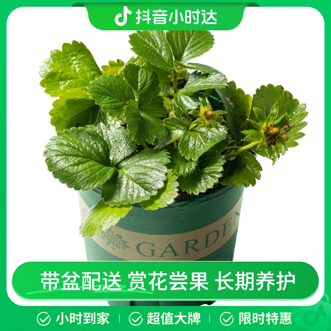 【阳台小果园】草莓盆栽