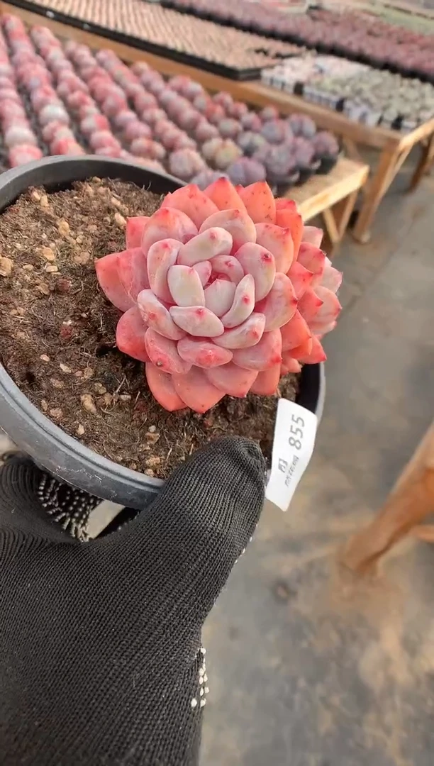 855星橙多肉植物一物一拍