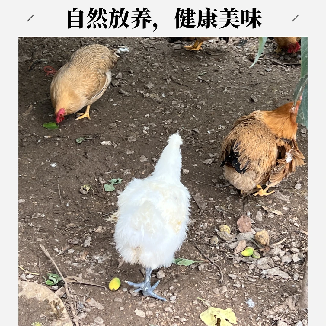 1只乌鸡+1只母鸡【宰杀好】粮食散养130天 2只毛重7-8斤鸡肉同城送烧烤食材