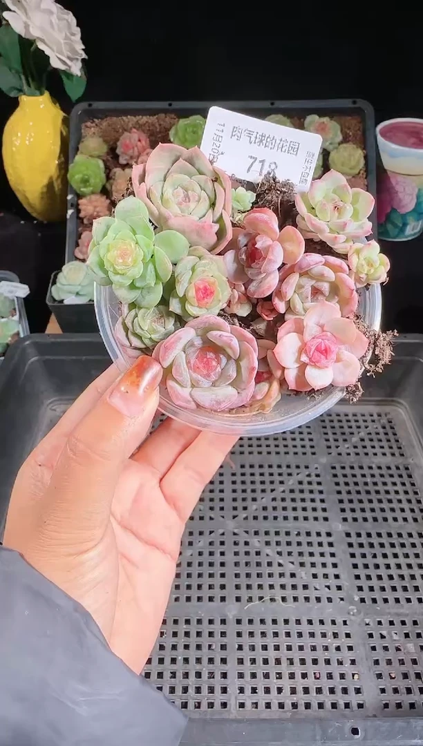 1120-718切糕群生不包整