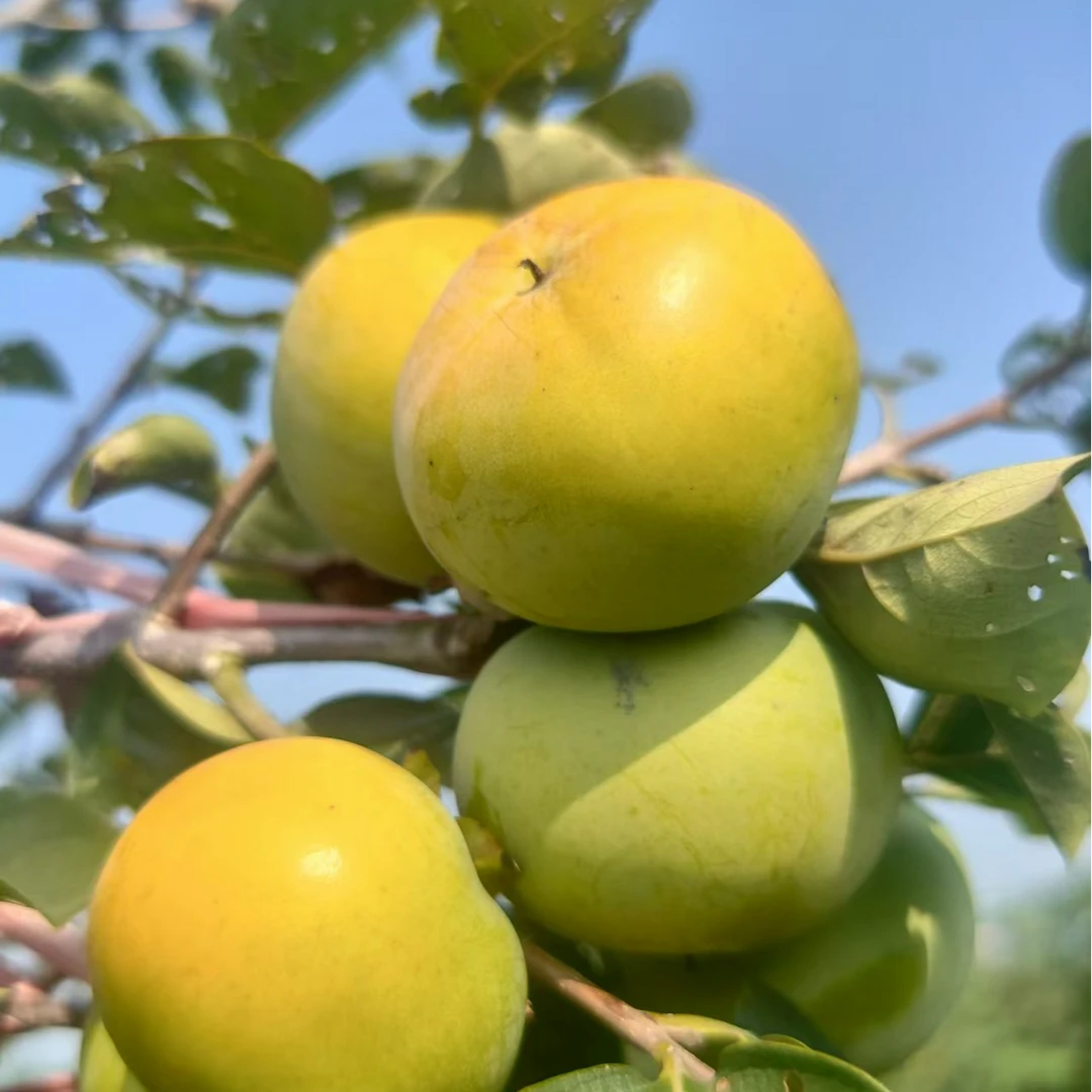 太秋脆柿  新鲜水果现摘现发