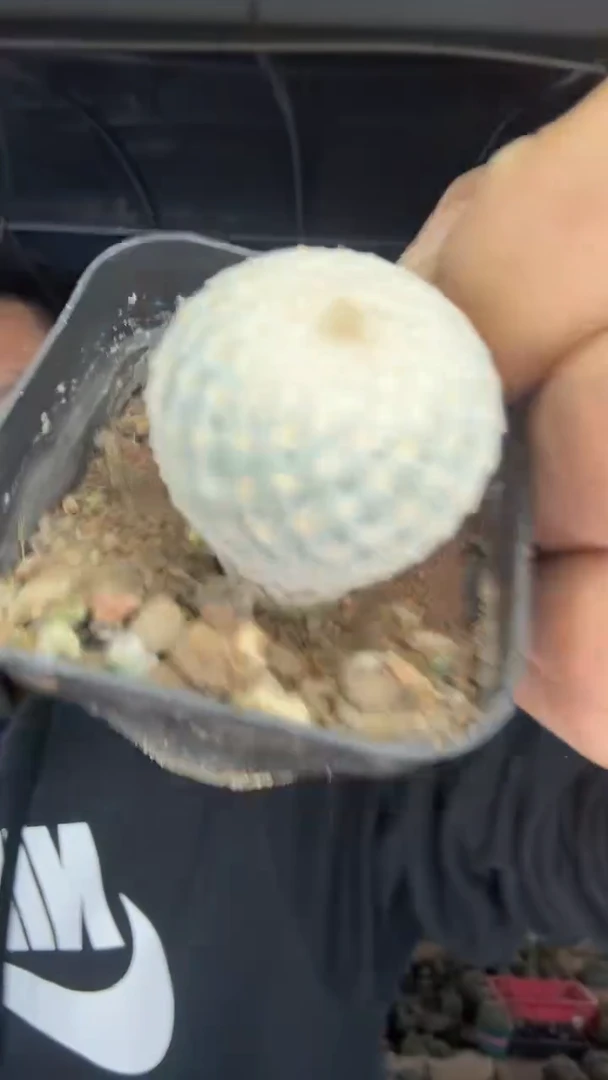 实生阿九丽丸19.99