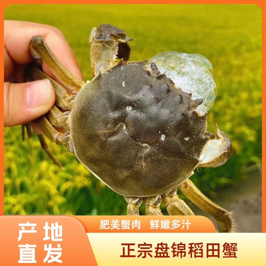 【全母河蟹】正宗稻田蟹盘锦河蟹0.8-1两左右3斤装顺丰次日达产地直发35只左右死蟹包赔自己稻田地海鲜