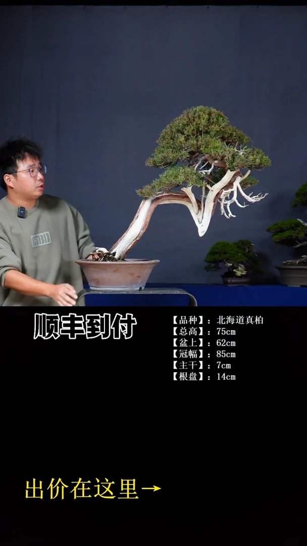 无花朵北海道真柏bubaoyou
