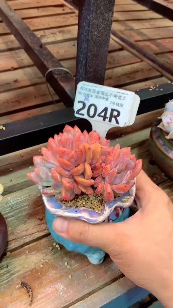 204R（一物一拍实付满28发货，默认不带盆土）