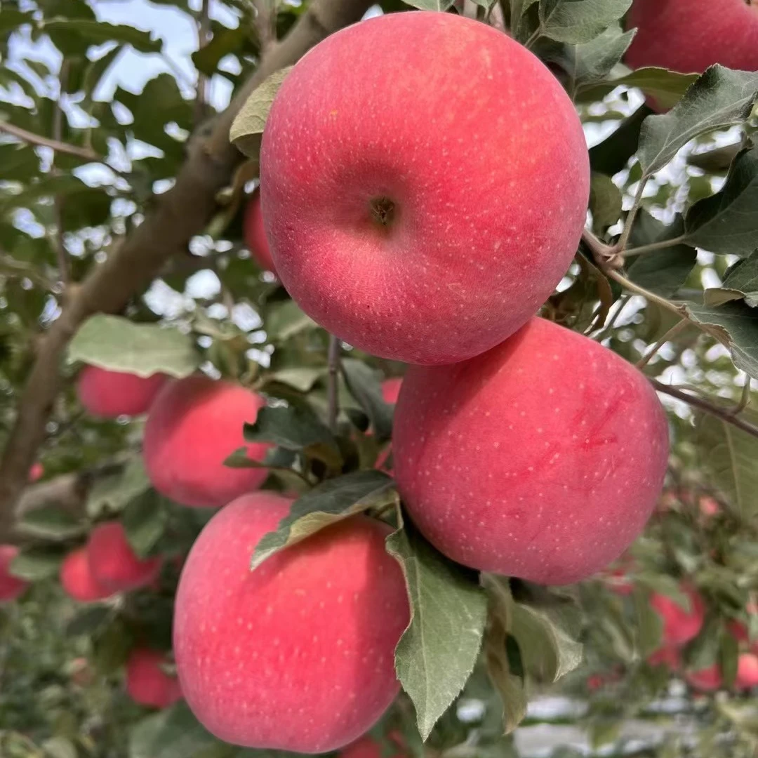 【顺丰包邮】新疆冰糖心苹果脆甜多汁新鲜水果产地直发
