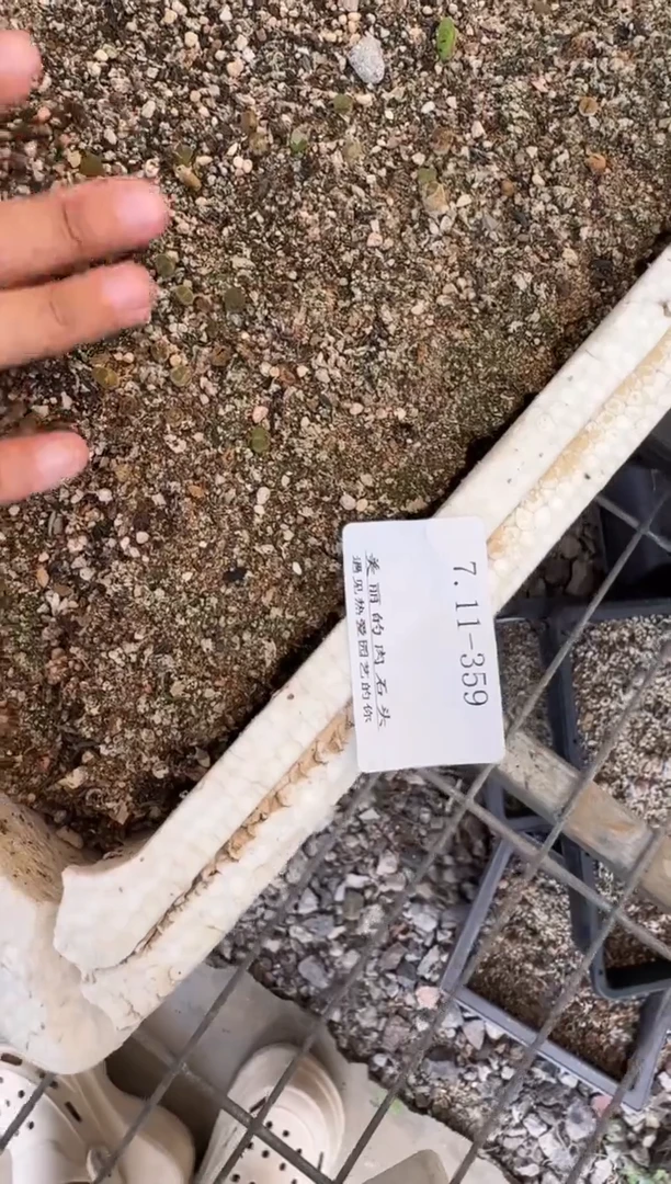 11-359多肉植物肉锥