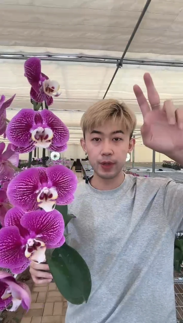 完全开放【画眉鸟福利】蝴蝶兰