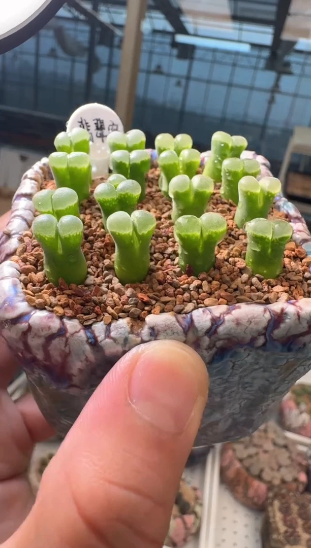 67多肉植物肉锥翡翠窗一颗