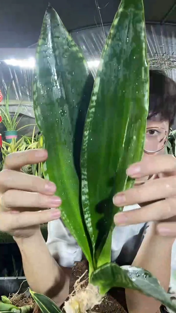 正品星空裸根8.8