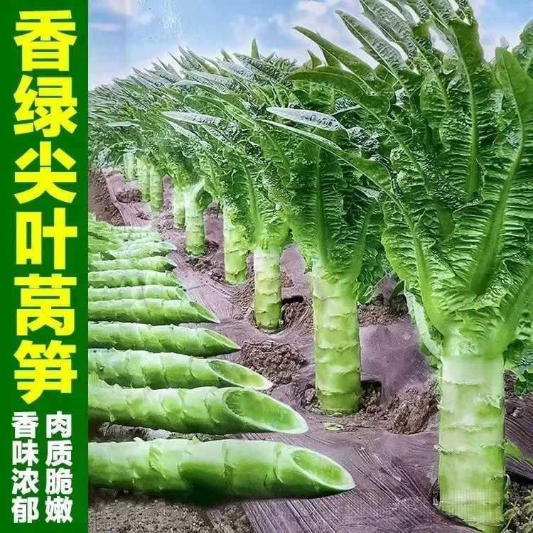 四季莴笋种子青皮冰糖橙绿肉香莴苣种籽耐热抗寒蔬菜种子菜籽