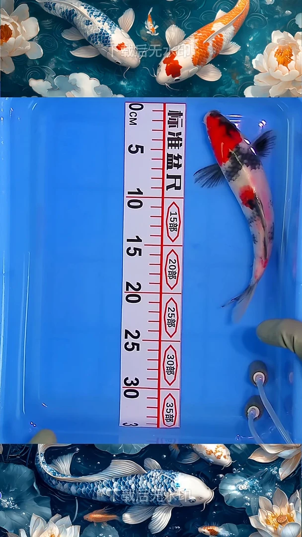 海水鱼锦鲤观赏鱼冷水淡水10