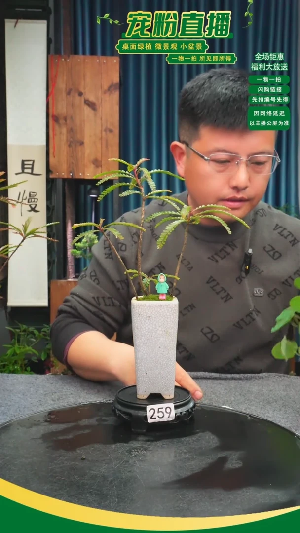 无花朵d**k苔藓微景观259号