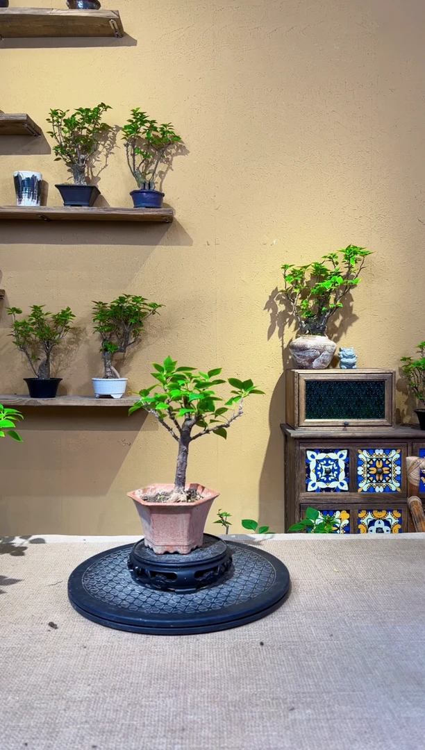 完全开放王*明小桃红