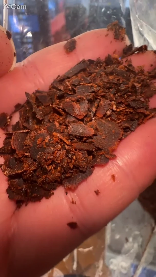 香料香料芽庄紫奇楠片 原料多样性发货 5g