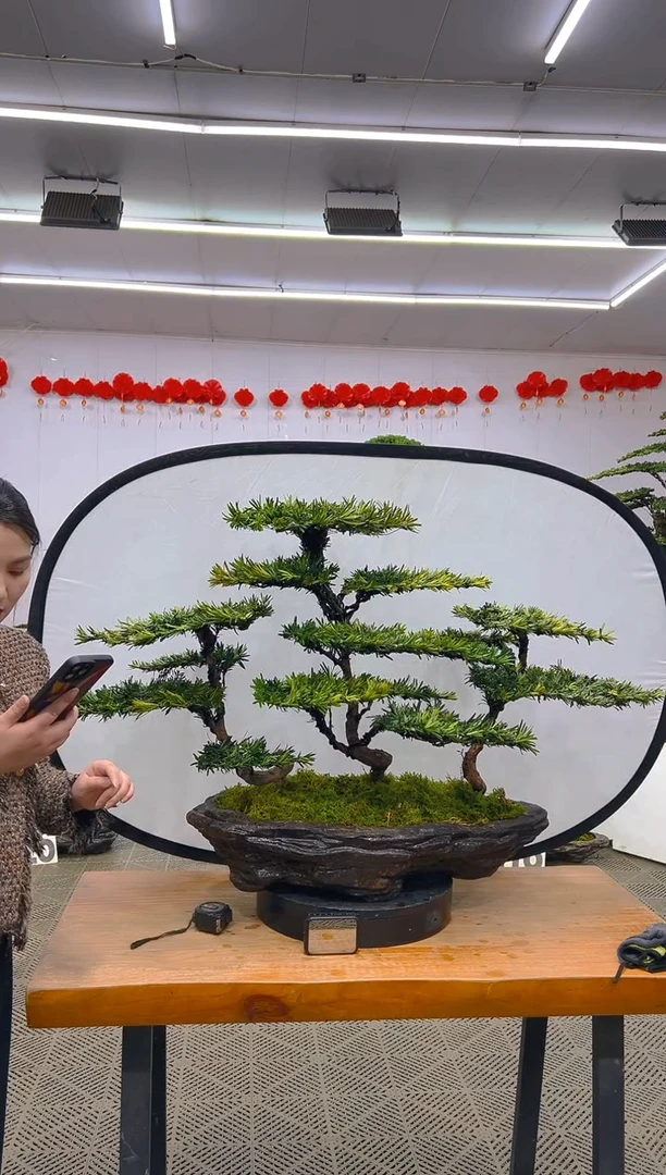 【闪购商品】盆景1