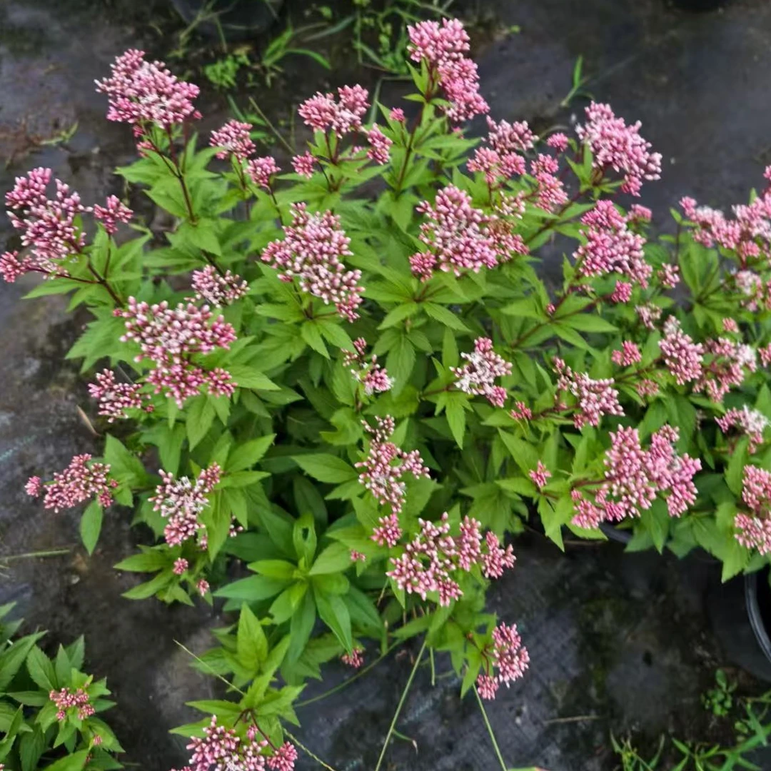 麻叶泽兰多年生花园庭院阳台好养植物花境地栽搭配