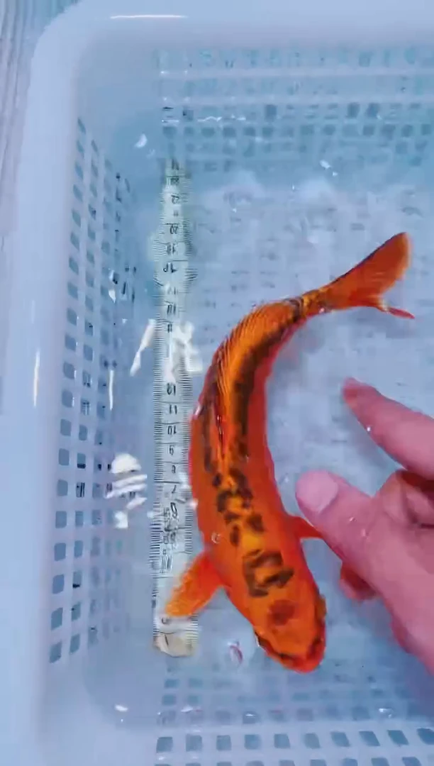 锦鲤血统锦鲤全场包邮22