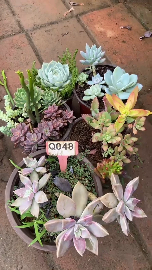 Q048多肉组合默认脱土发货