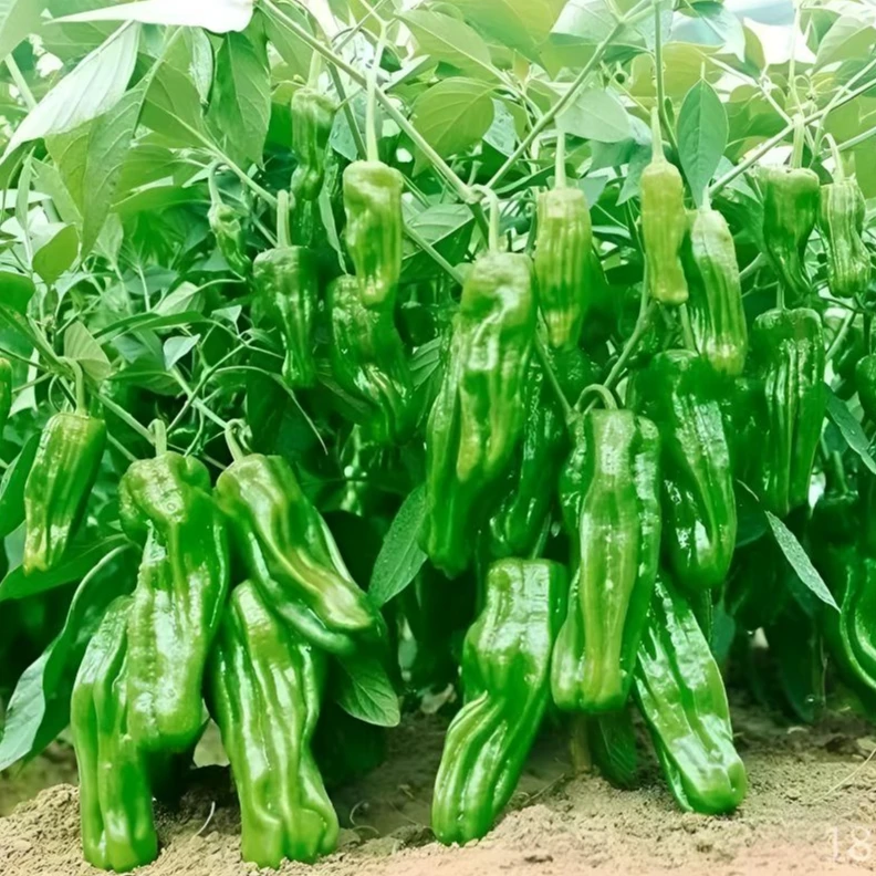 高产薄皮辣椒苗朝天椒螺丝椒线椒樟树港美人椒皱皮辣椒蔬菜苗种子