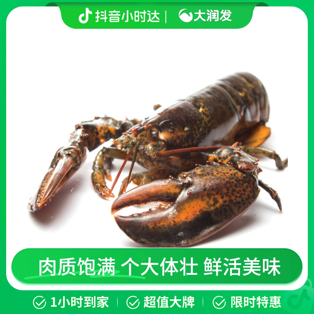 鲜活波士顿龙虾400-500g/只