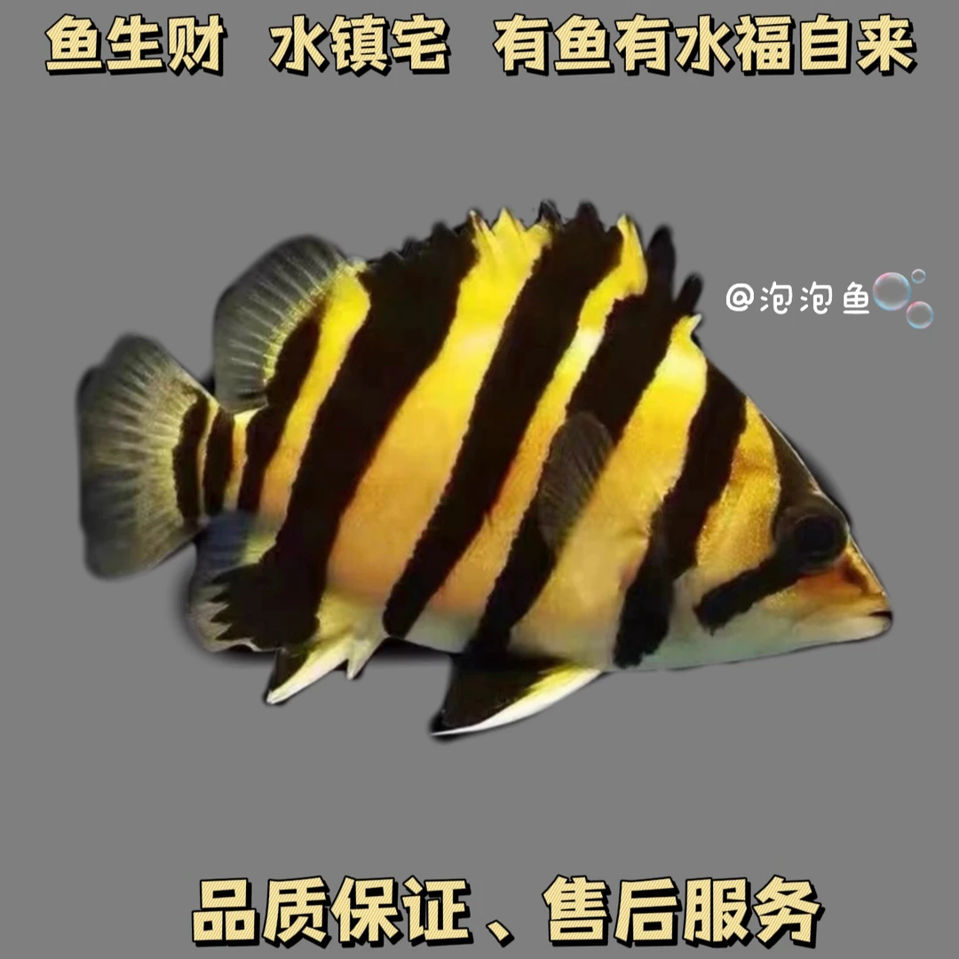 改价专用链接虎鱼（品质尺寸以直播间为准）报损要有完整的开箱视频