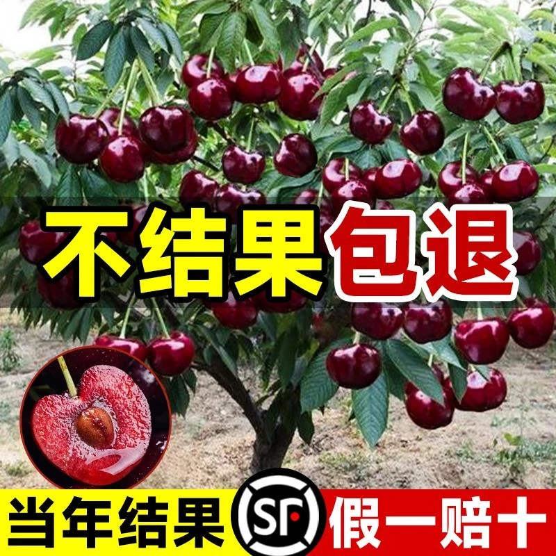 车厘子树苗正宗樱桃树苖矮化特大嫁接果树庭院名贵南北方种植盆栽