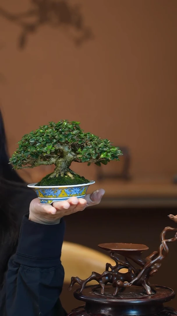 全部花朵寿娘子盆景盆景盆景