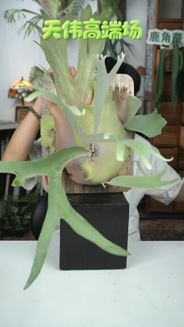 不开花植物S172-皮陈母本（打包可能会叶损）