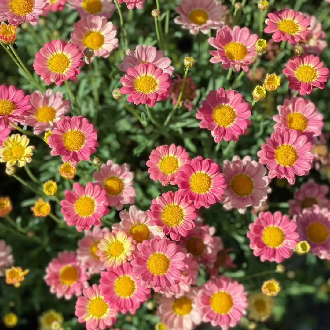 【蜜糖】玛格丽特盆栽耐高温庭院室内盆栽新手易爆花