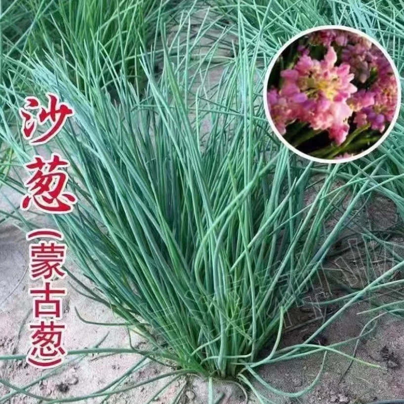 【沙葱种子】沙葱种子耐旱四季韭葱香葱盆栽阳台蔬菜种籽内蒙