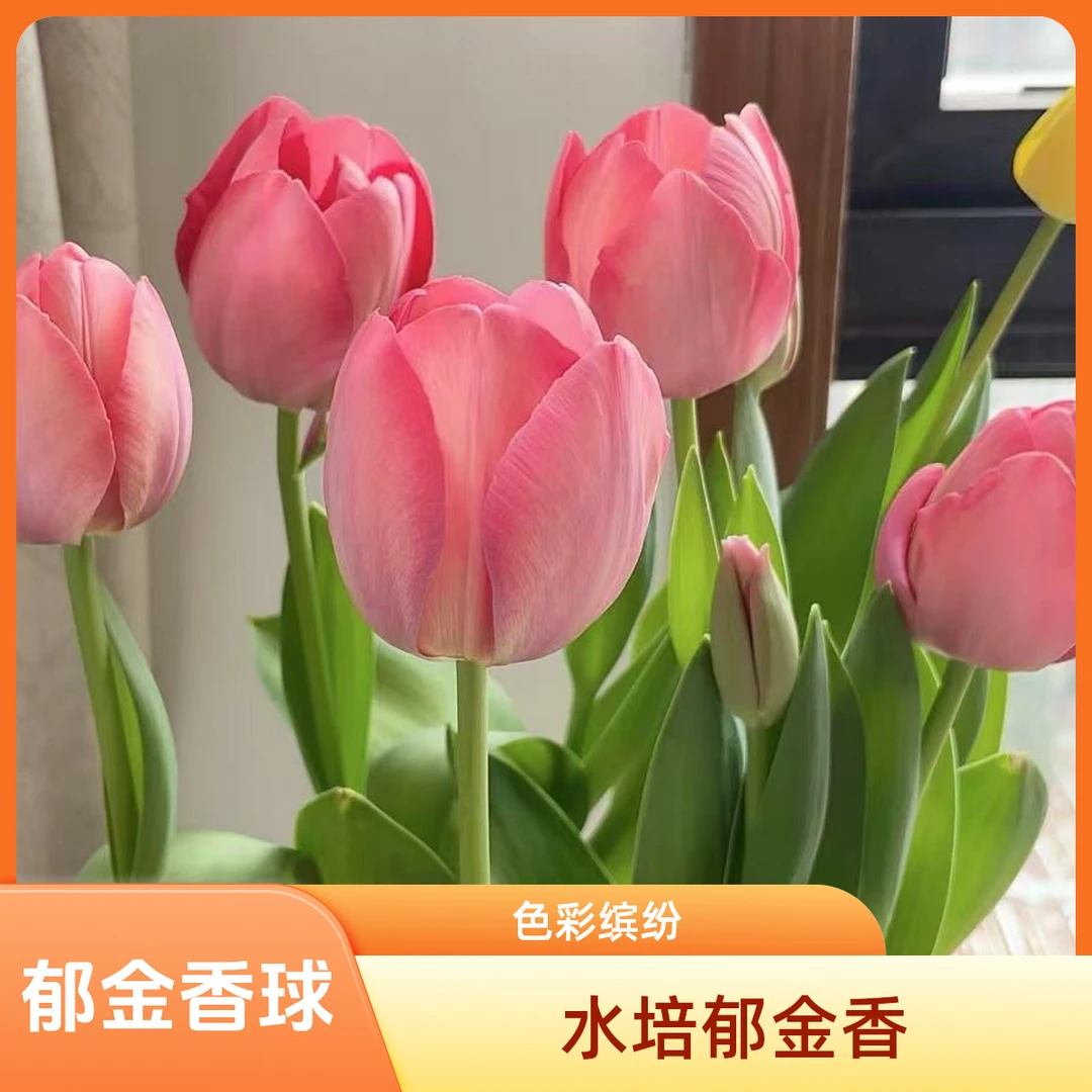 【水培套餐—郁金香5度球】进口耐寒懒人庭院迎宾窗台观赏趣味花卉