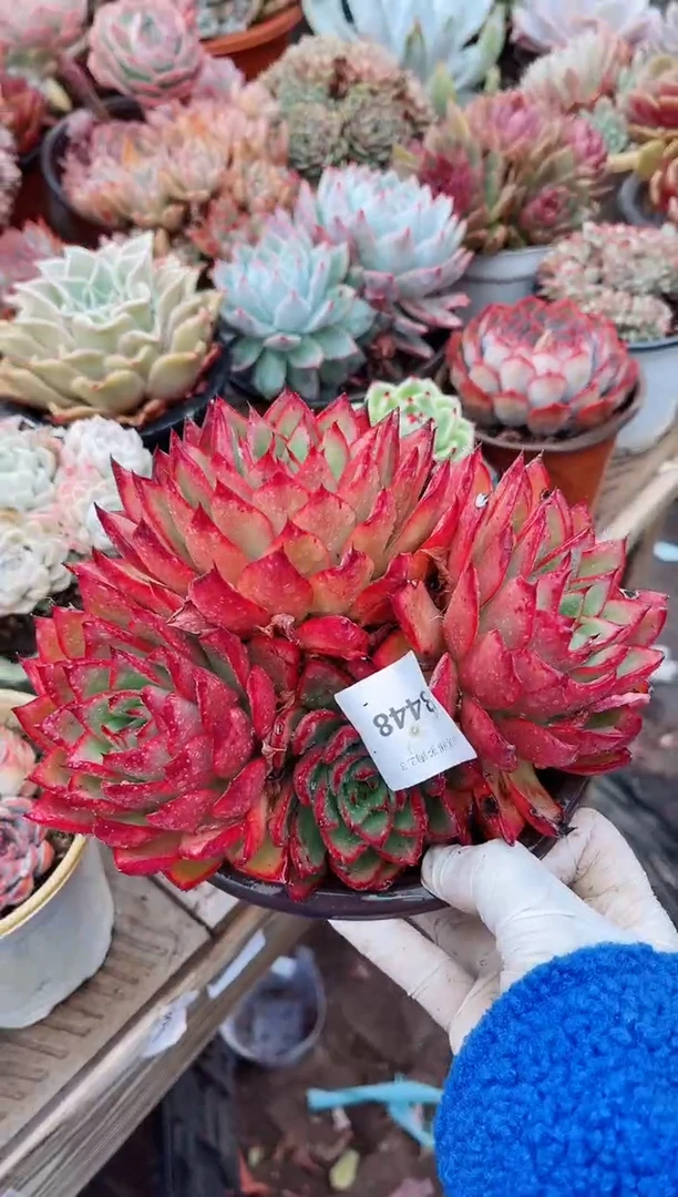 【闪购商品】03448