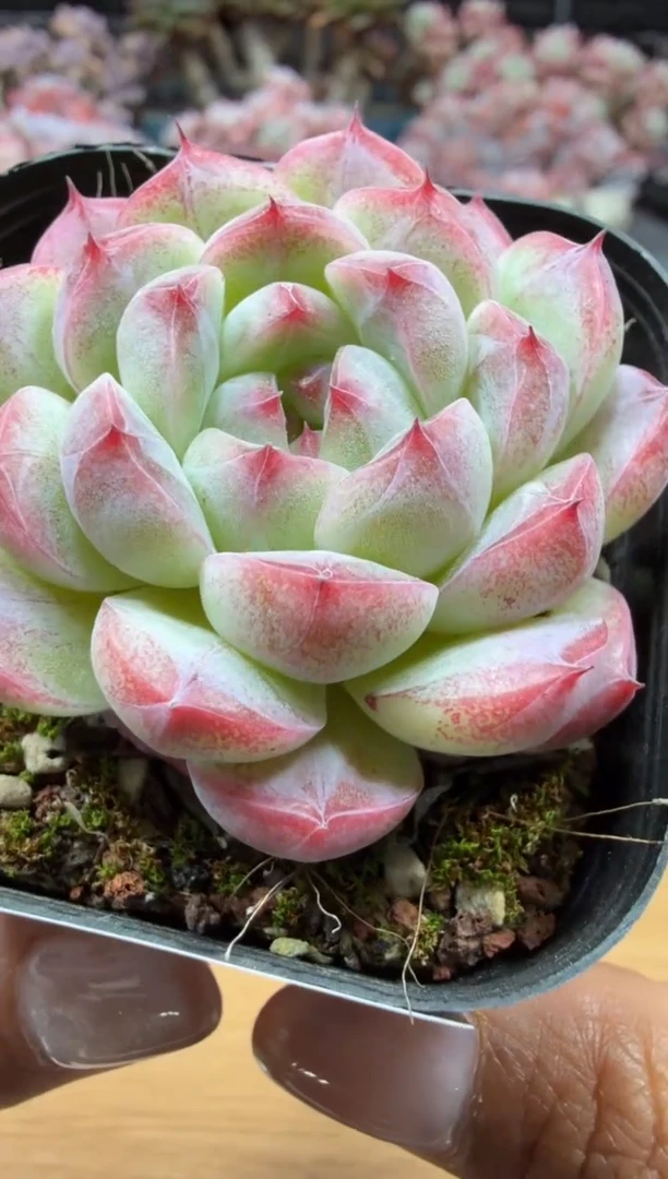 东云多肉园二店-18