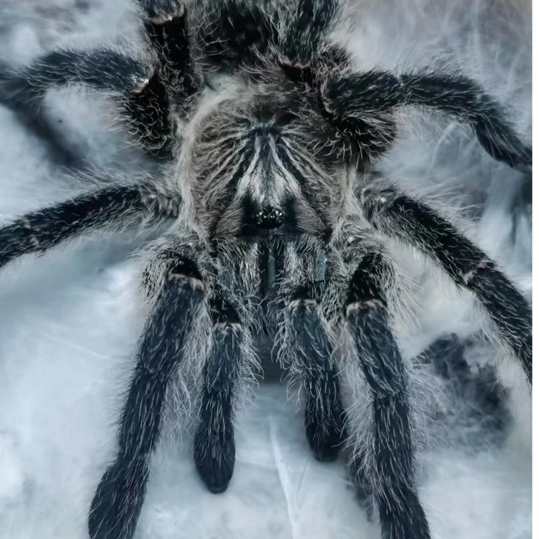 【东东】彗星巴布蜘蛛凶猛有个性另类易饲养的爬宠新手进阶蜘蛛活体