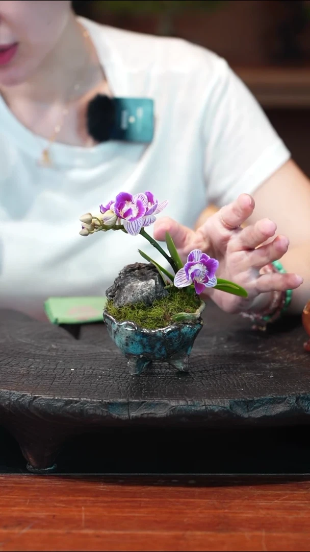 无花朵蝴蝶兰盆景盆景